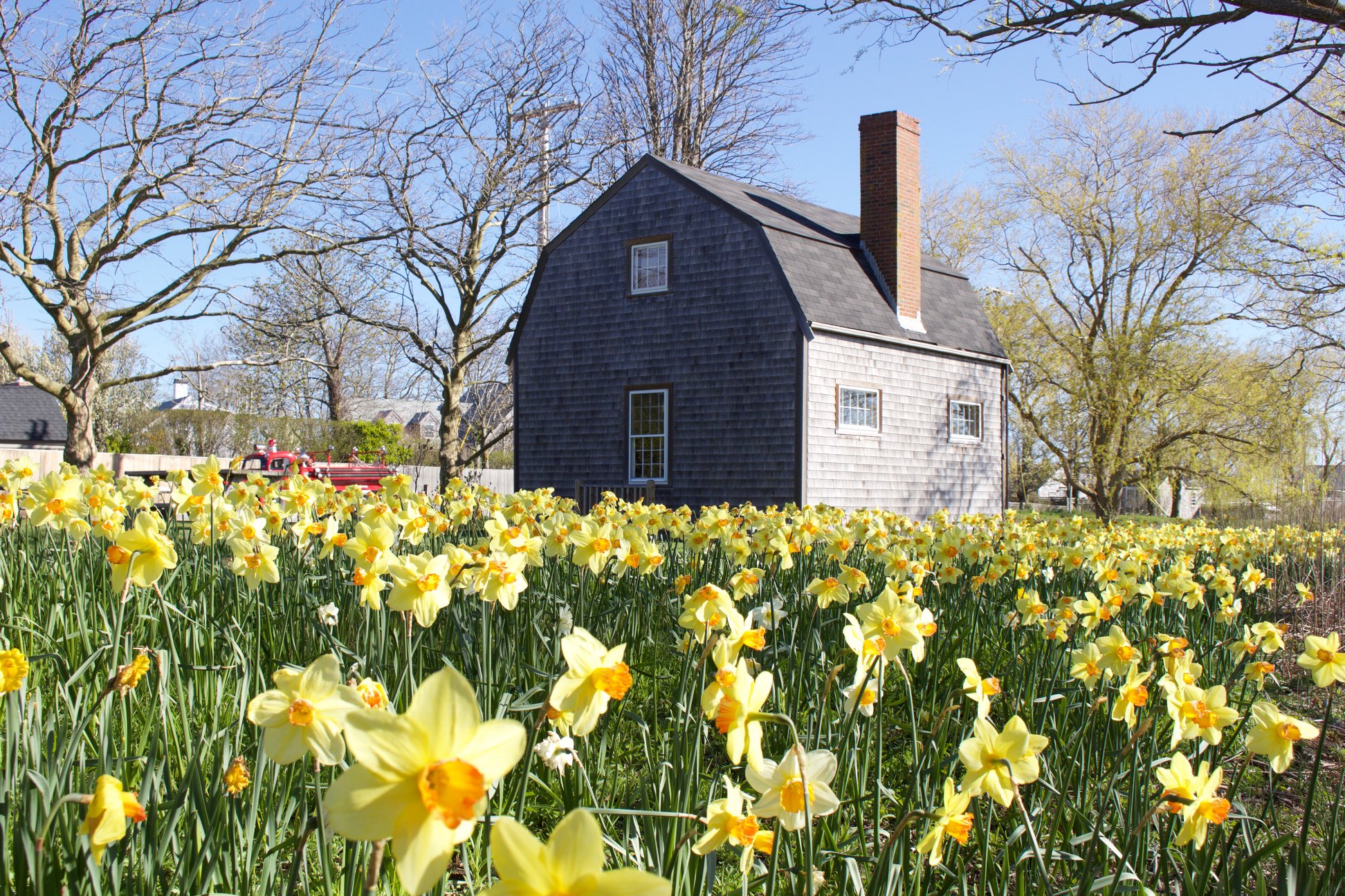 What is the Nantucket Daffodil Festival?