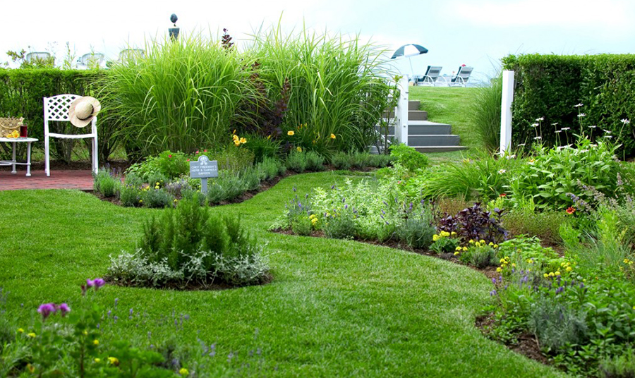 Bronze Fennel- an Herb to Spring For...